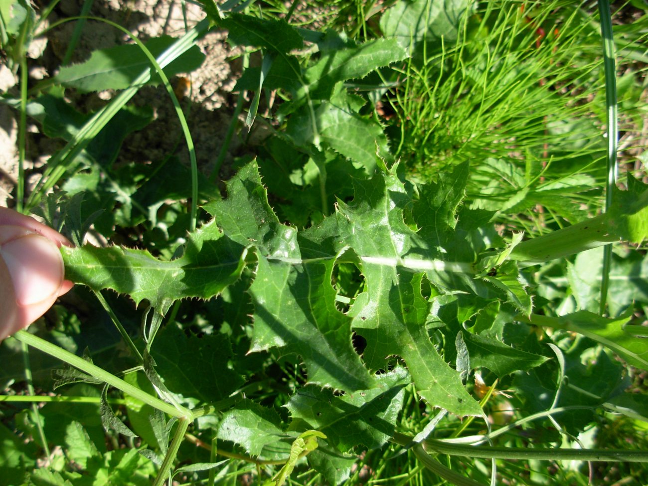 Sonchus arvensis L. subsp. arvensis / Grespino dei campi